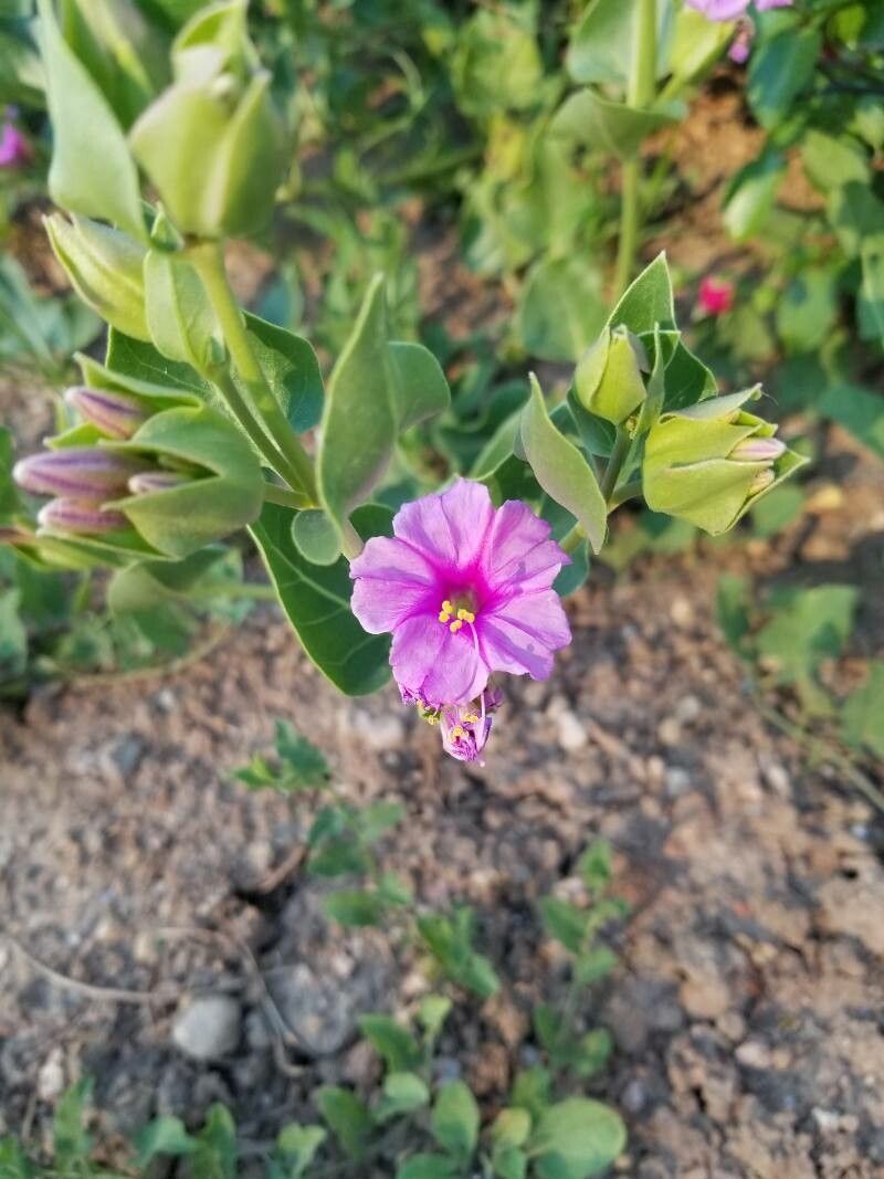 Mirabilis multiflora flower