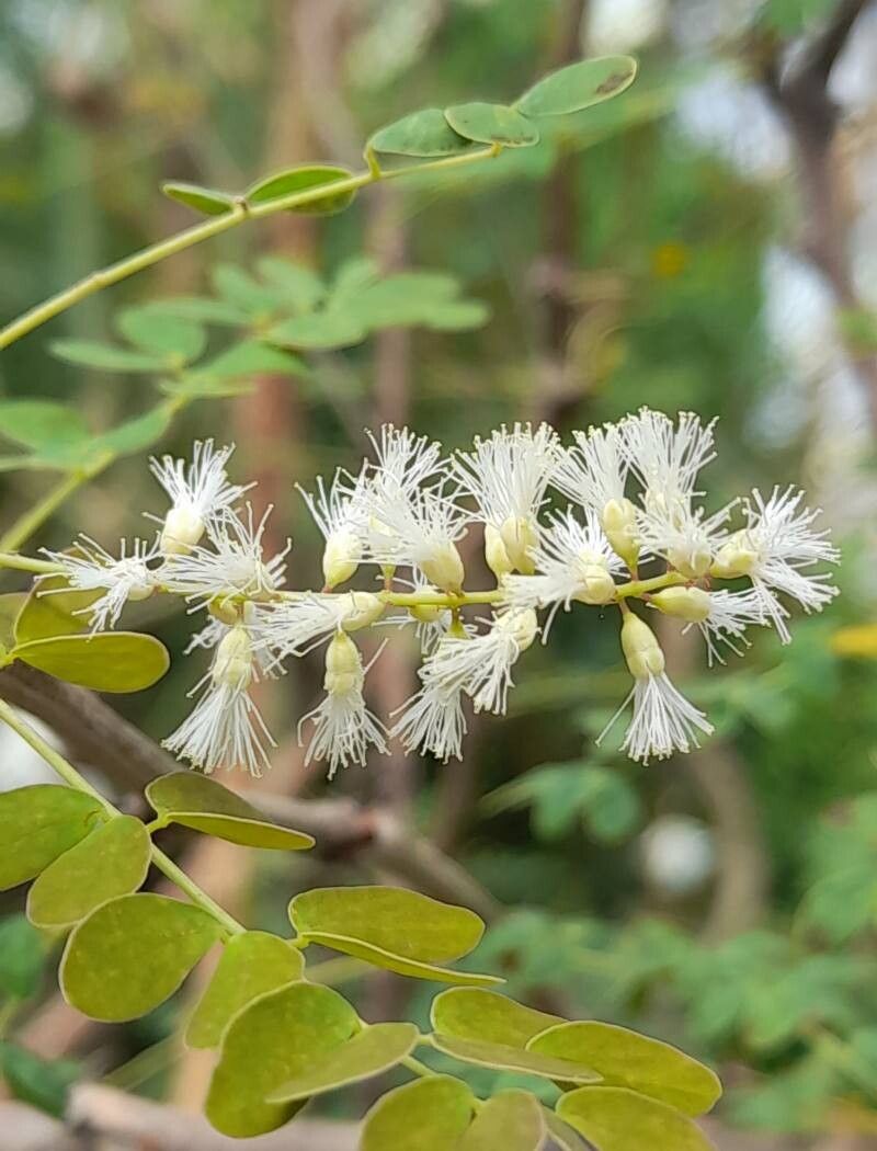 Senegalia gourmaensis flower