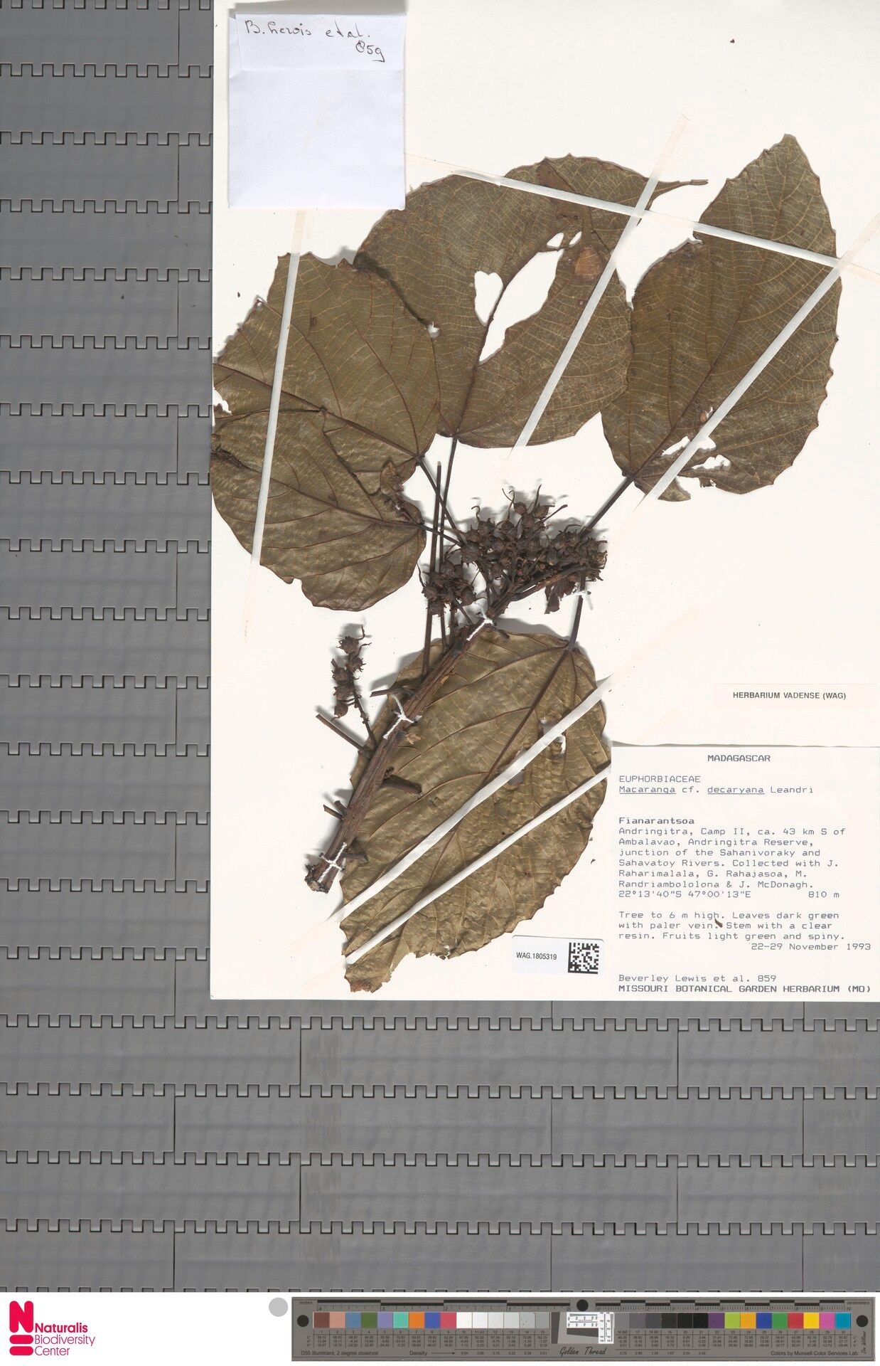 Macaranga decaryana — houseplant care guide