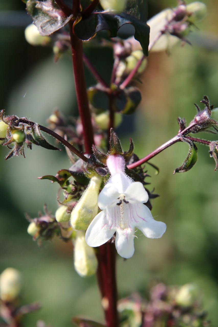 Penstemon arkansanus flower