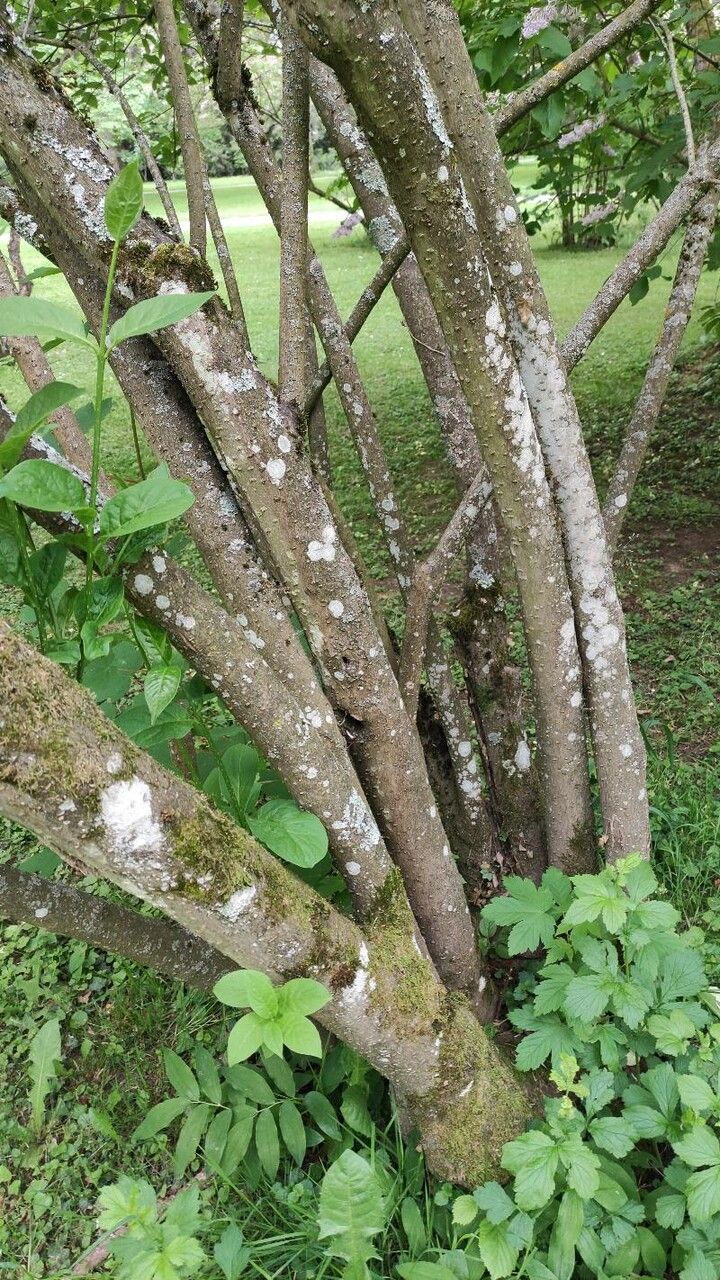 Syringa komarowii bark