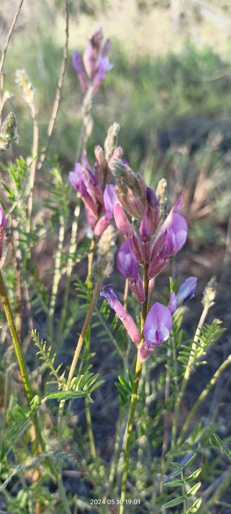 Astragalus varius flower