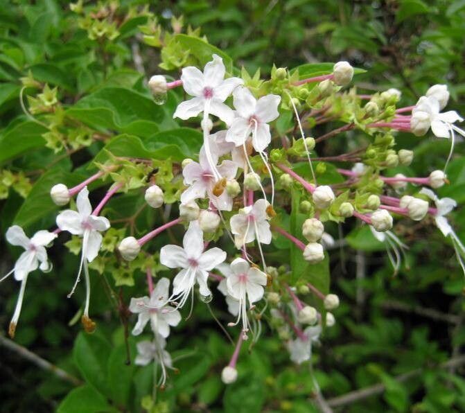 Volkameria mollis flower