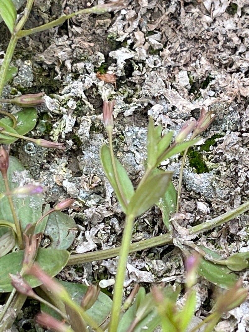 Lindernia palustris leaf
