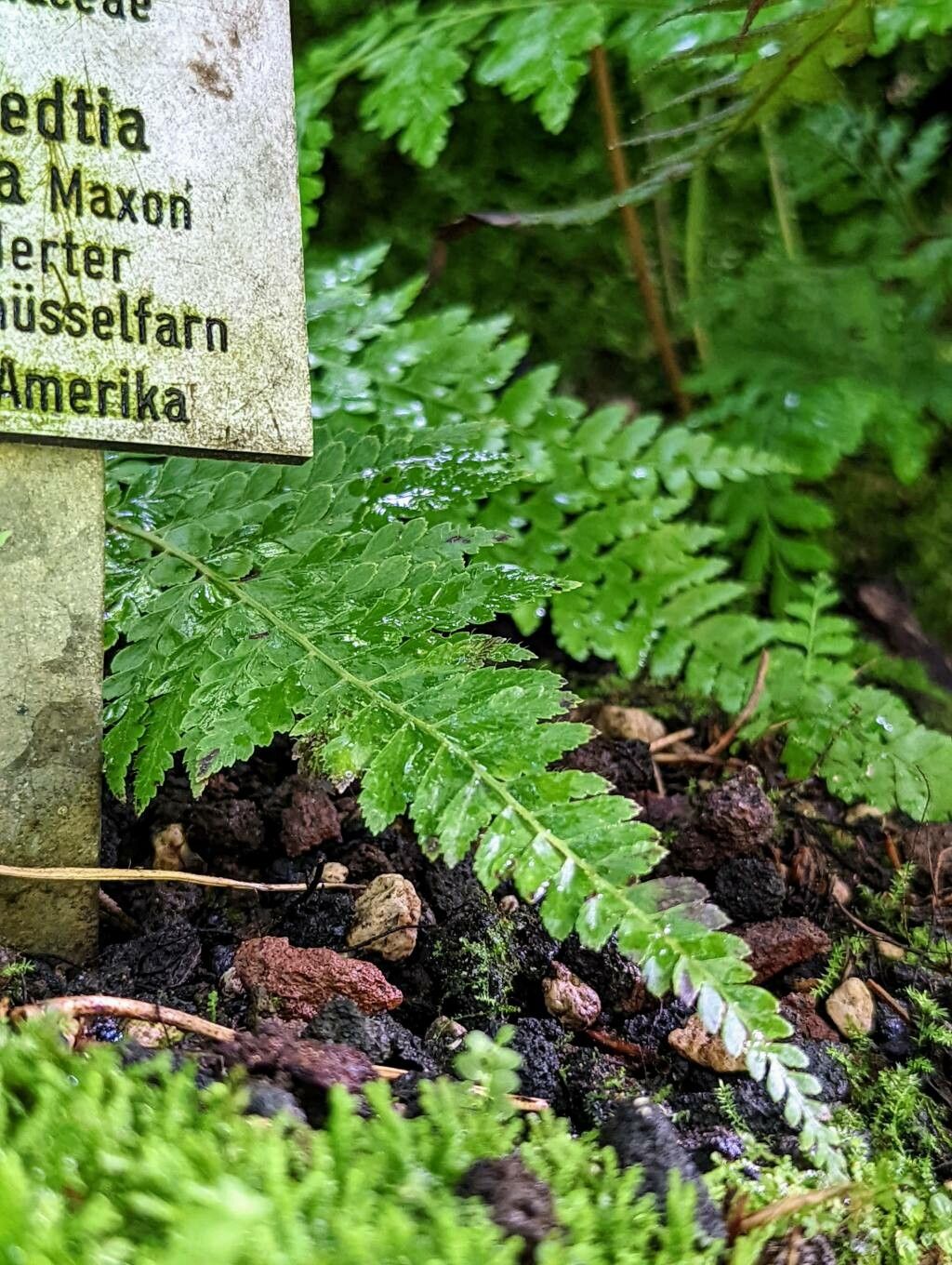Dennstaedtia bipinnata leaf
