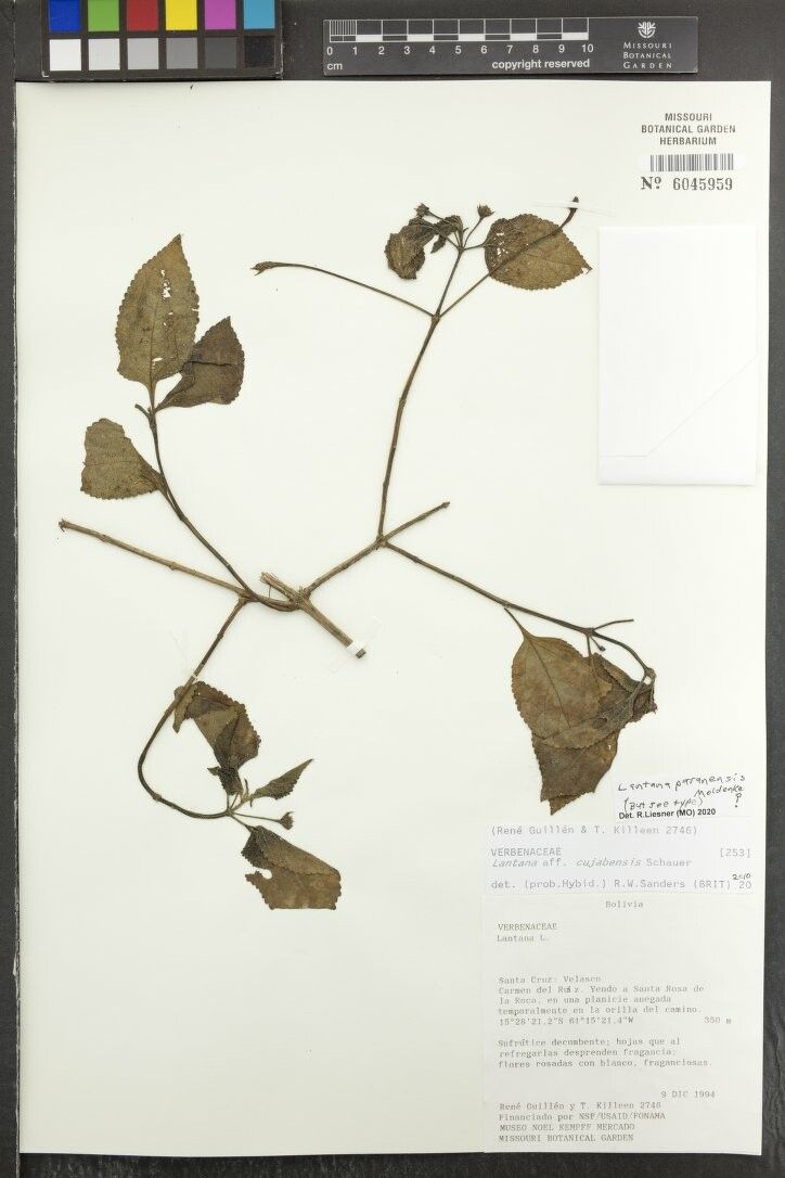 Lantana cujabensis other