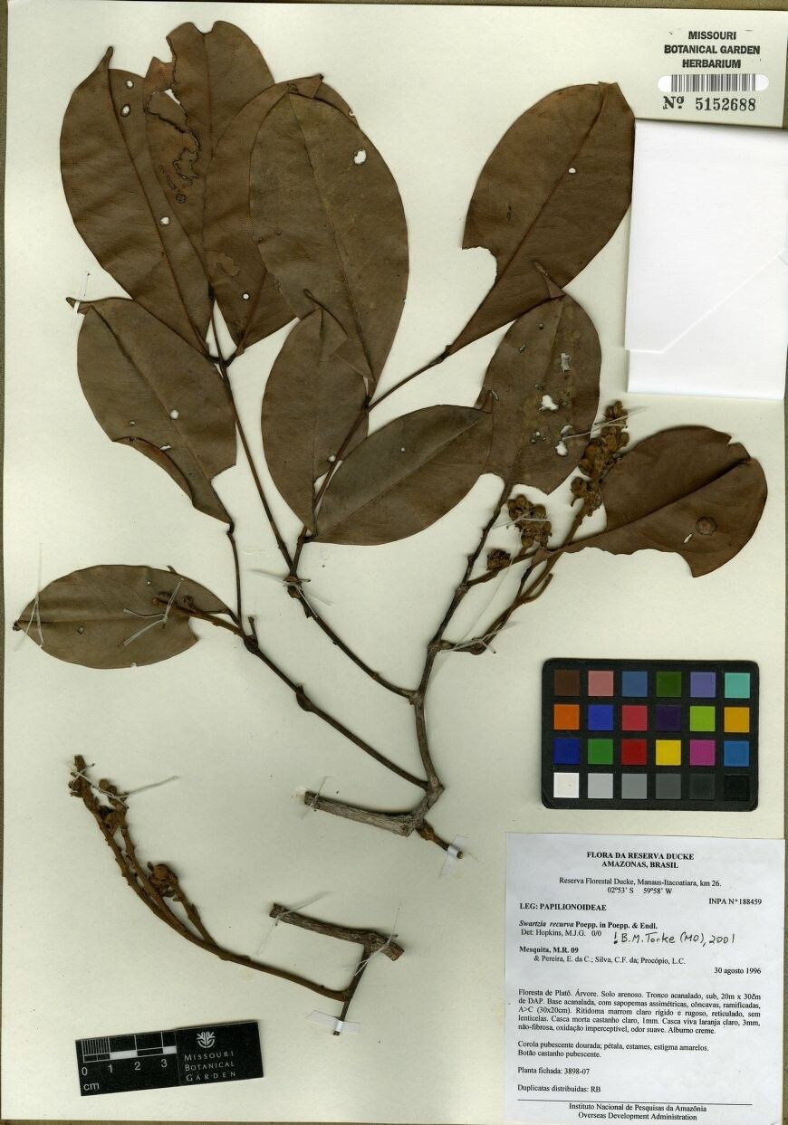 Swartzia recurva — houseplant care guide