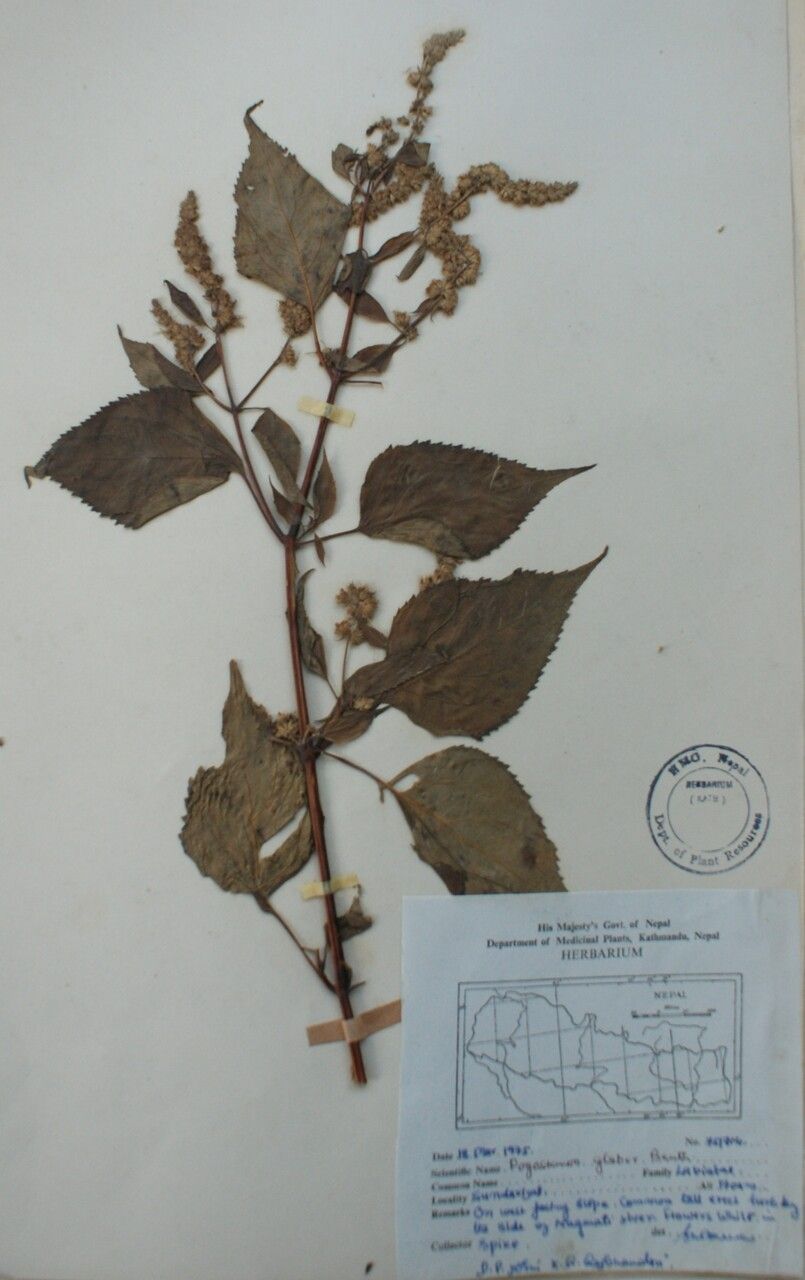 Pogostemon glaber — houseplant care guide