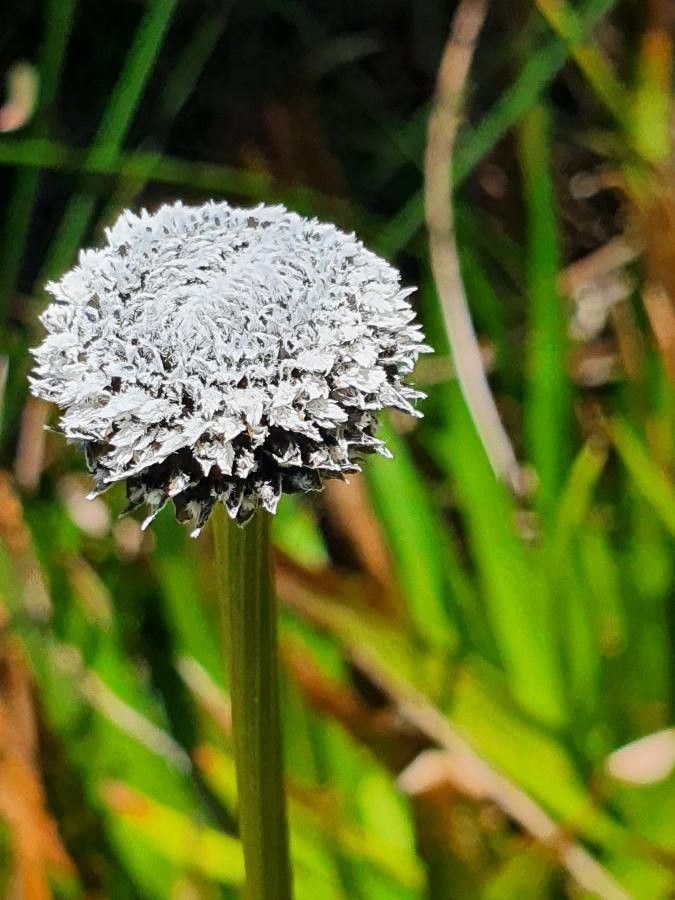 Eriocaulon volkensii flower