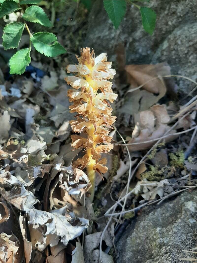 Orobanche santolinae — houseplant care guide