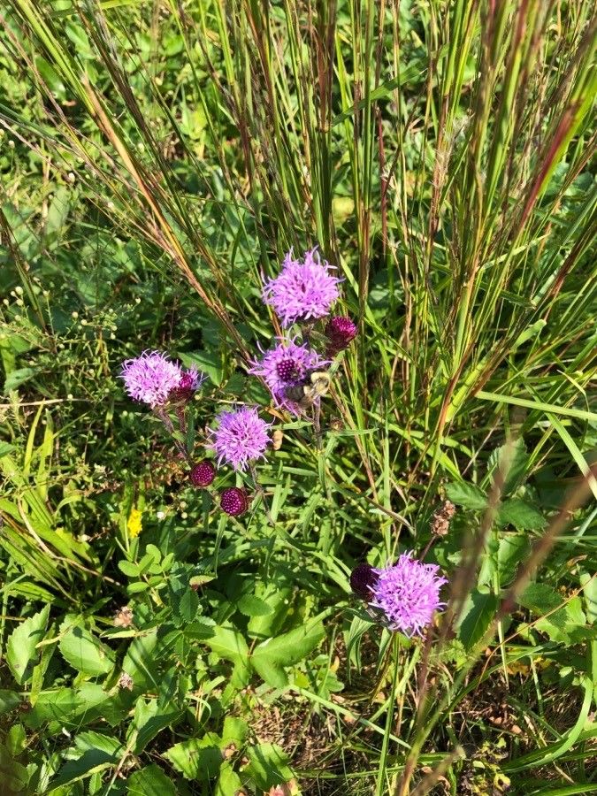 Liatris scariosa flower