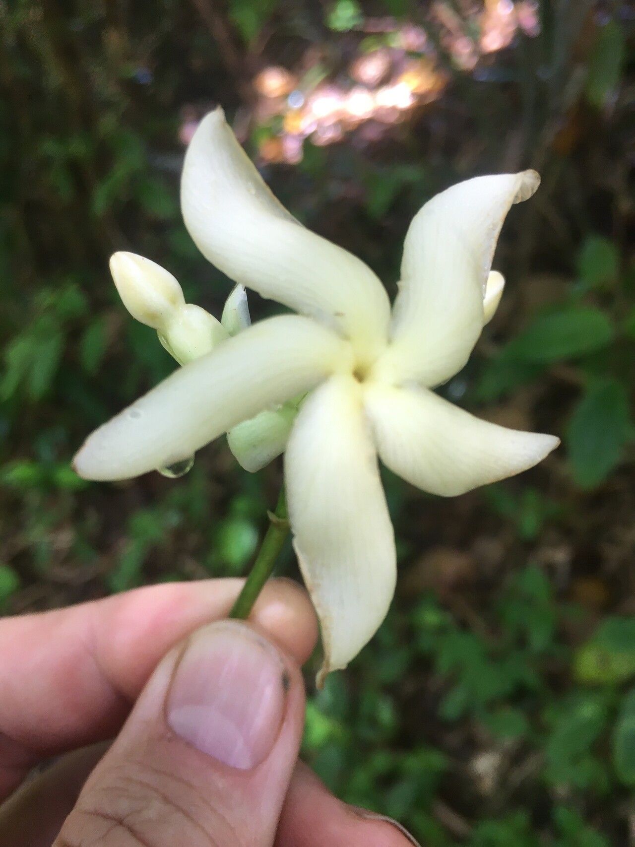 Tabernaemontana crassifolia flower