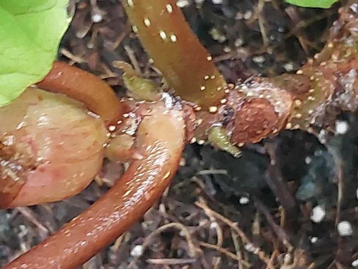 Begonia baccata bark