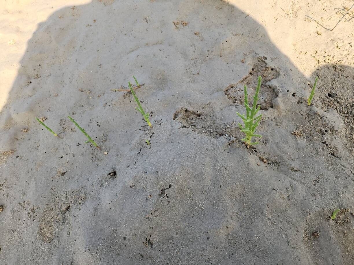 Salicornia iranica other