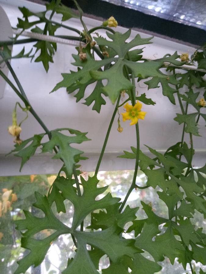 Ibervillea tenuisecta — search result for 'Cucurbitaceae'