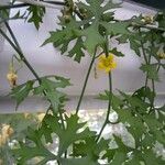 Ibervillea tenuisecta