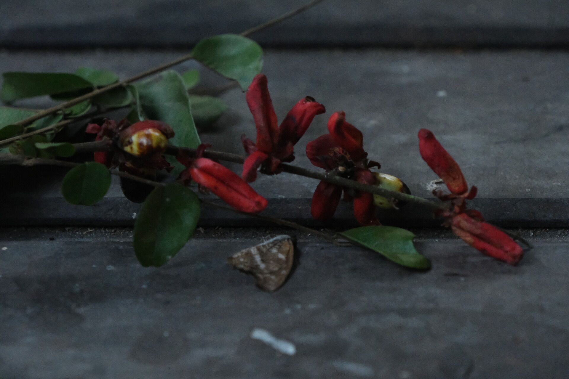 Rourea obliquifoliolata flower