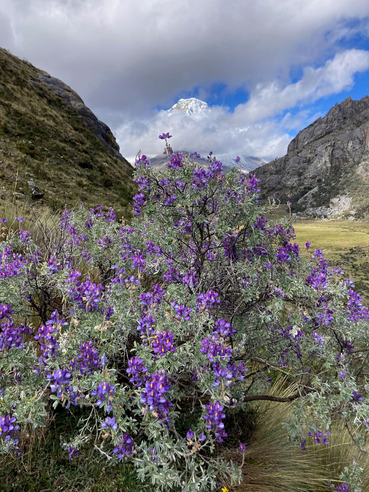 Lupinus ballianus habit