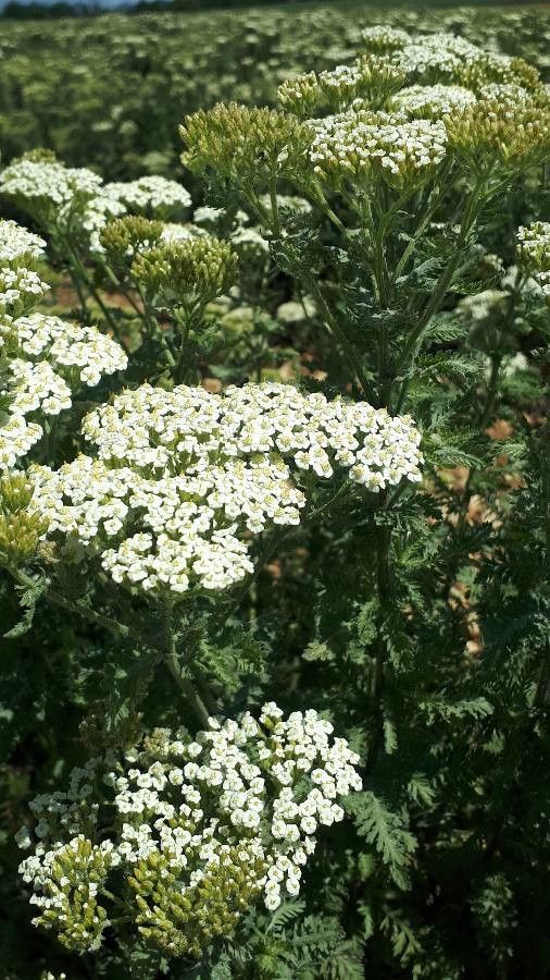 Achillea crithmifolia flower