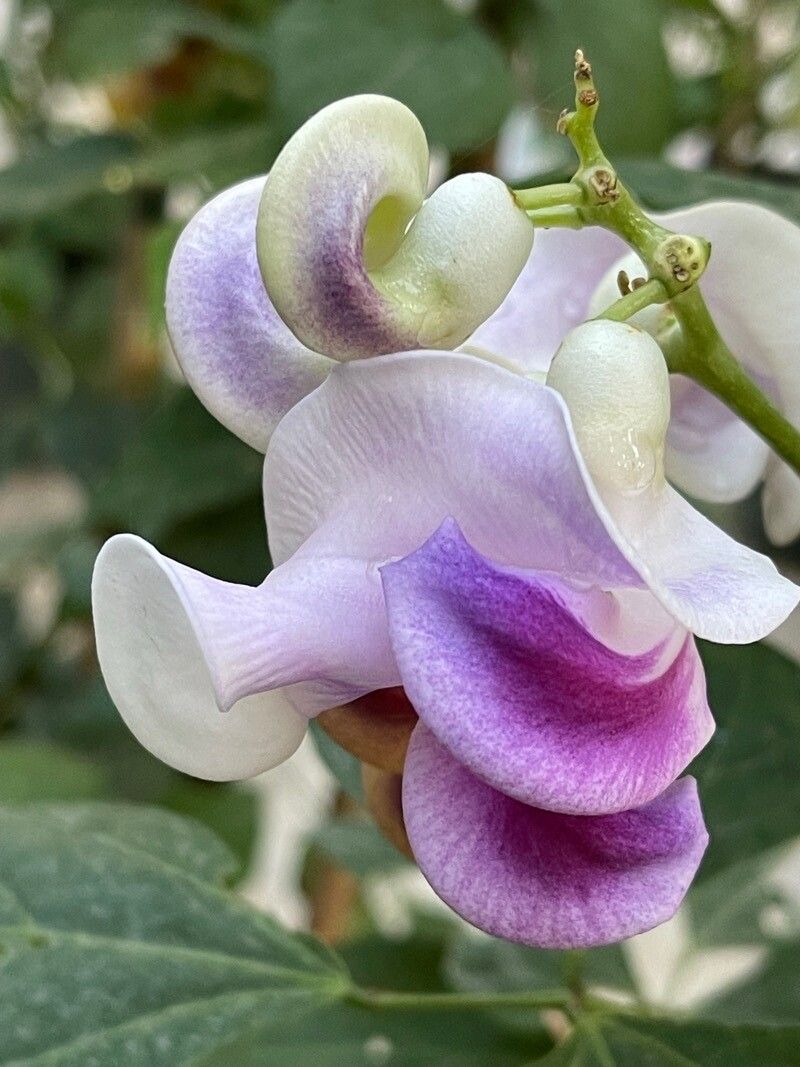 Vigna caracalla flower