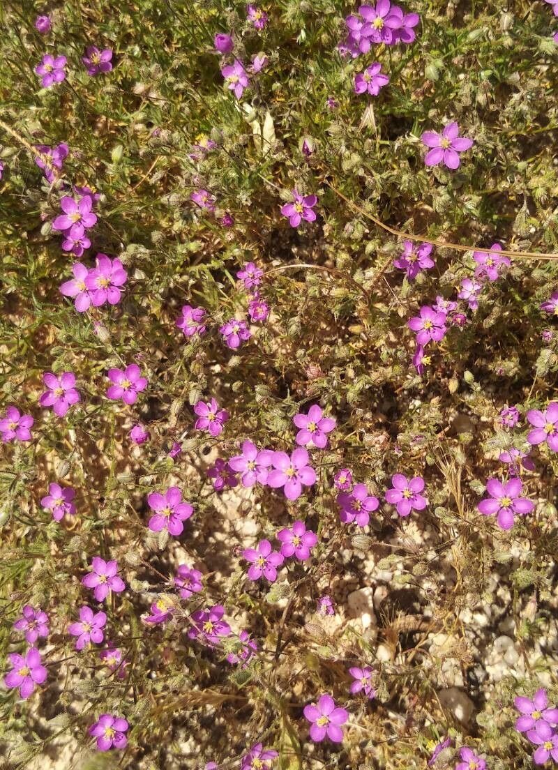 Spergula purpurea habit