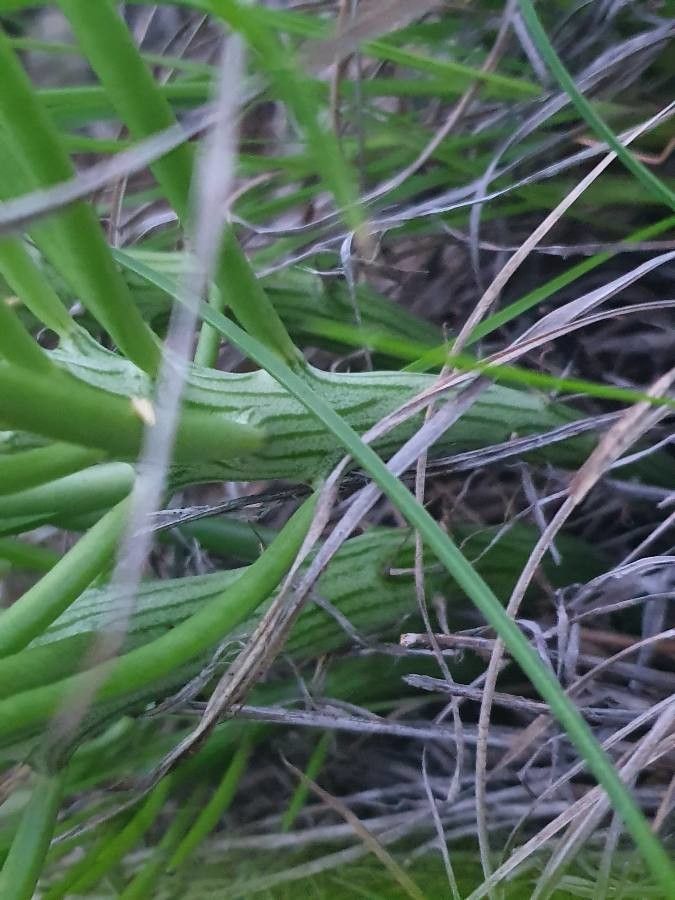 Kleinia picticaulis bark