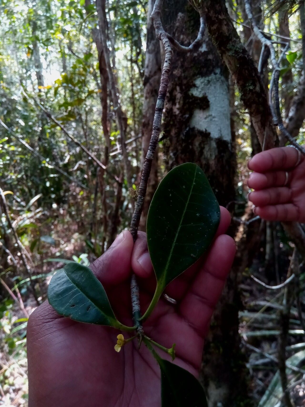 Euphorbia erythroxyloides — houseplant care guide