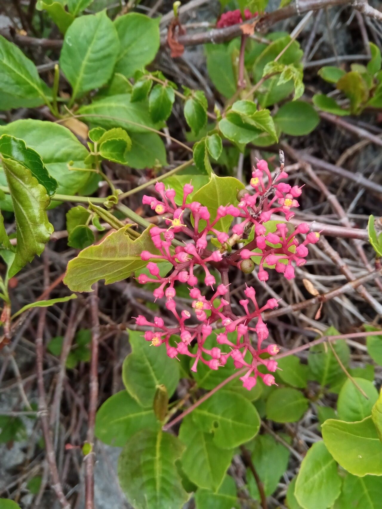 Cyphostemma amplexicaule flower