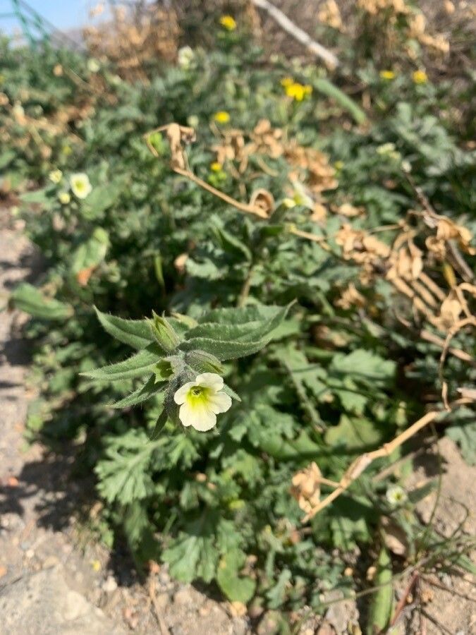 Nonea lutea — houseplant care guide