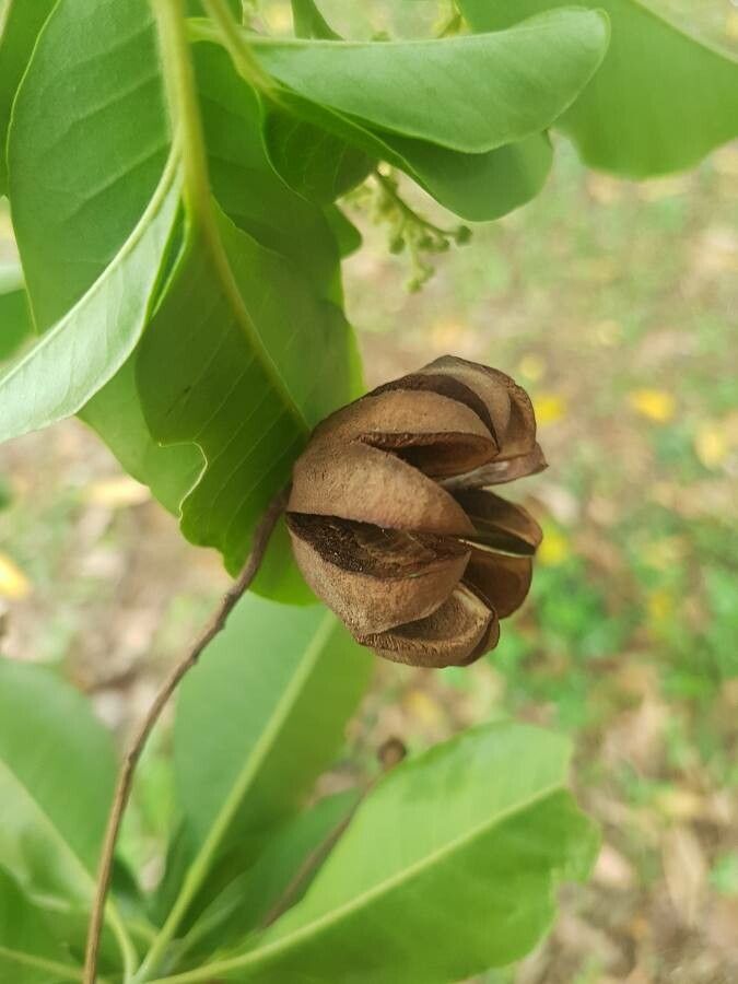 Esenbeckia leiocarpa fruit