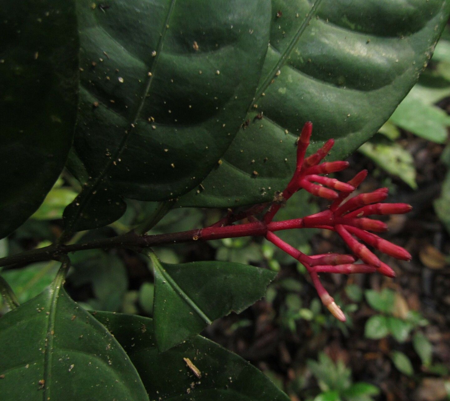 Chassalia cupularis flower