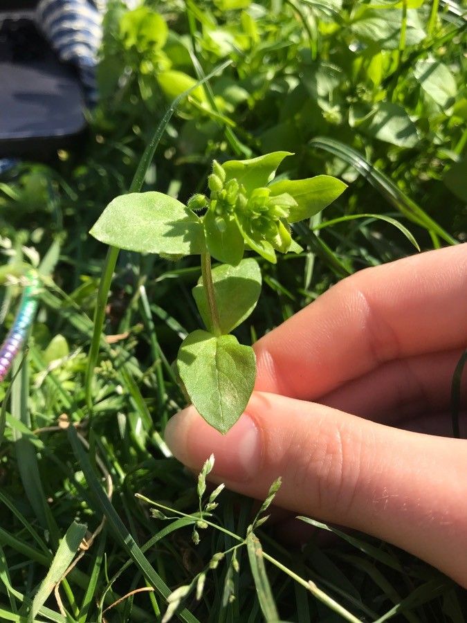 Cerastium ramosissimum leaf