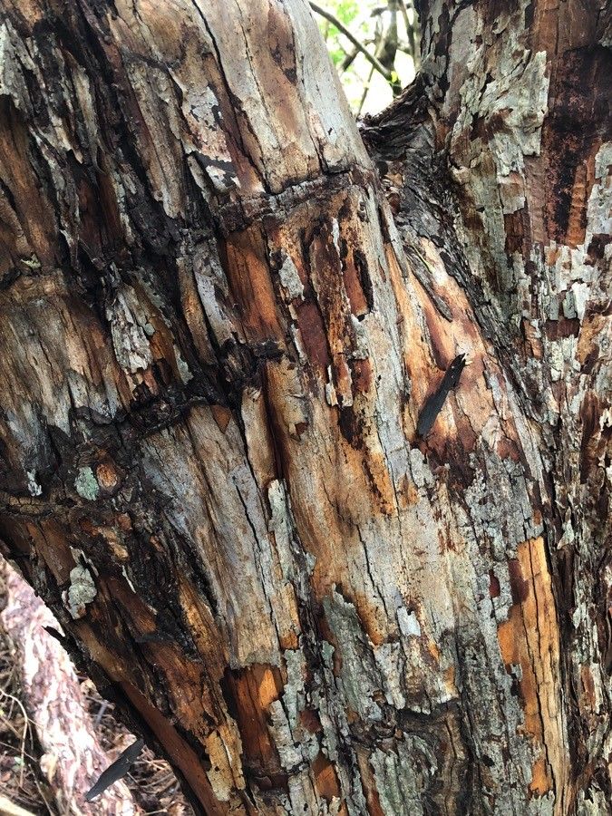 Calycophyllum candidissimum bark