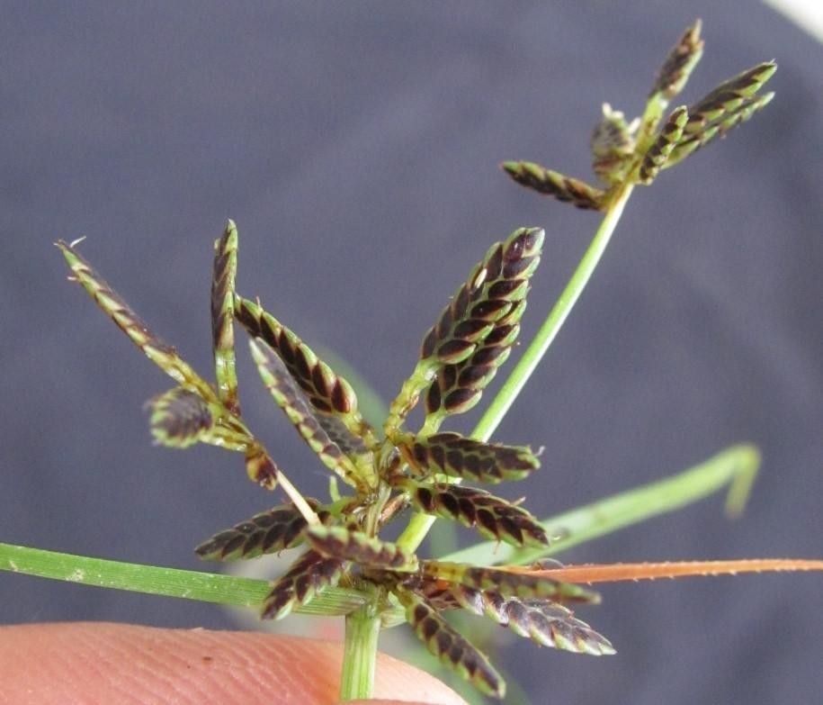 Cyperus niger — search result for 'Niger'