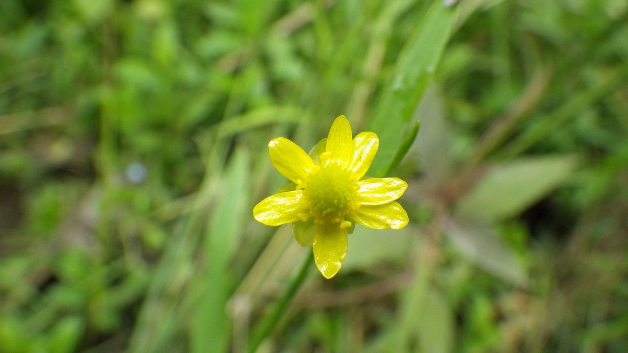 Ranunculus ambigens flower