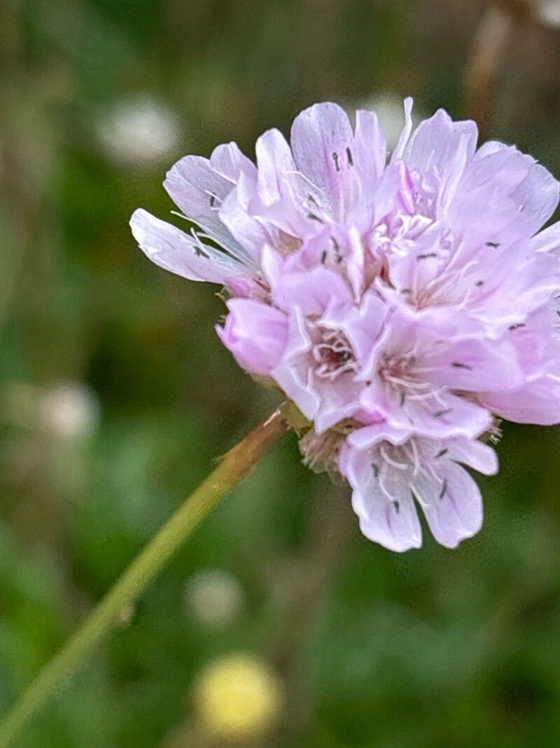 Armeria canescens flower