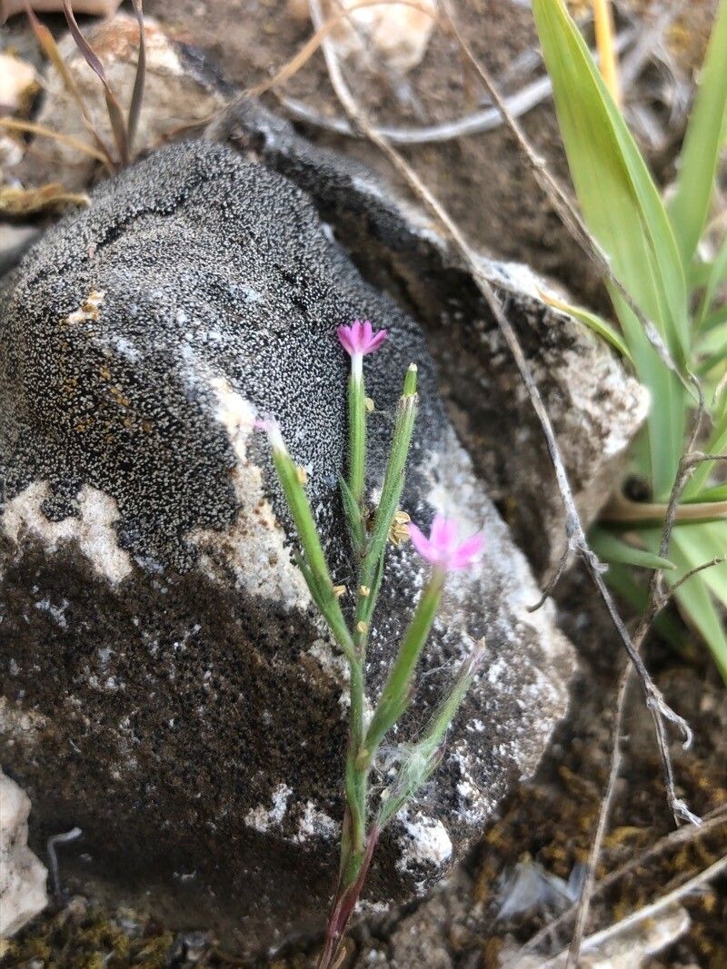 Dianthus nudiflorus — houseplant care guide
