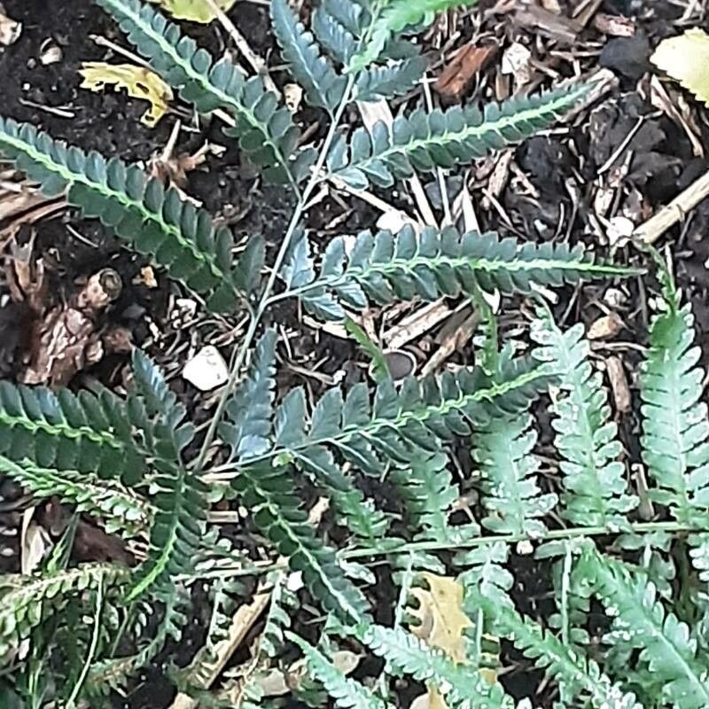 Arachniodes aristata leaf