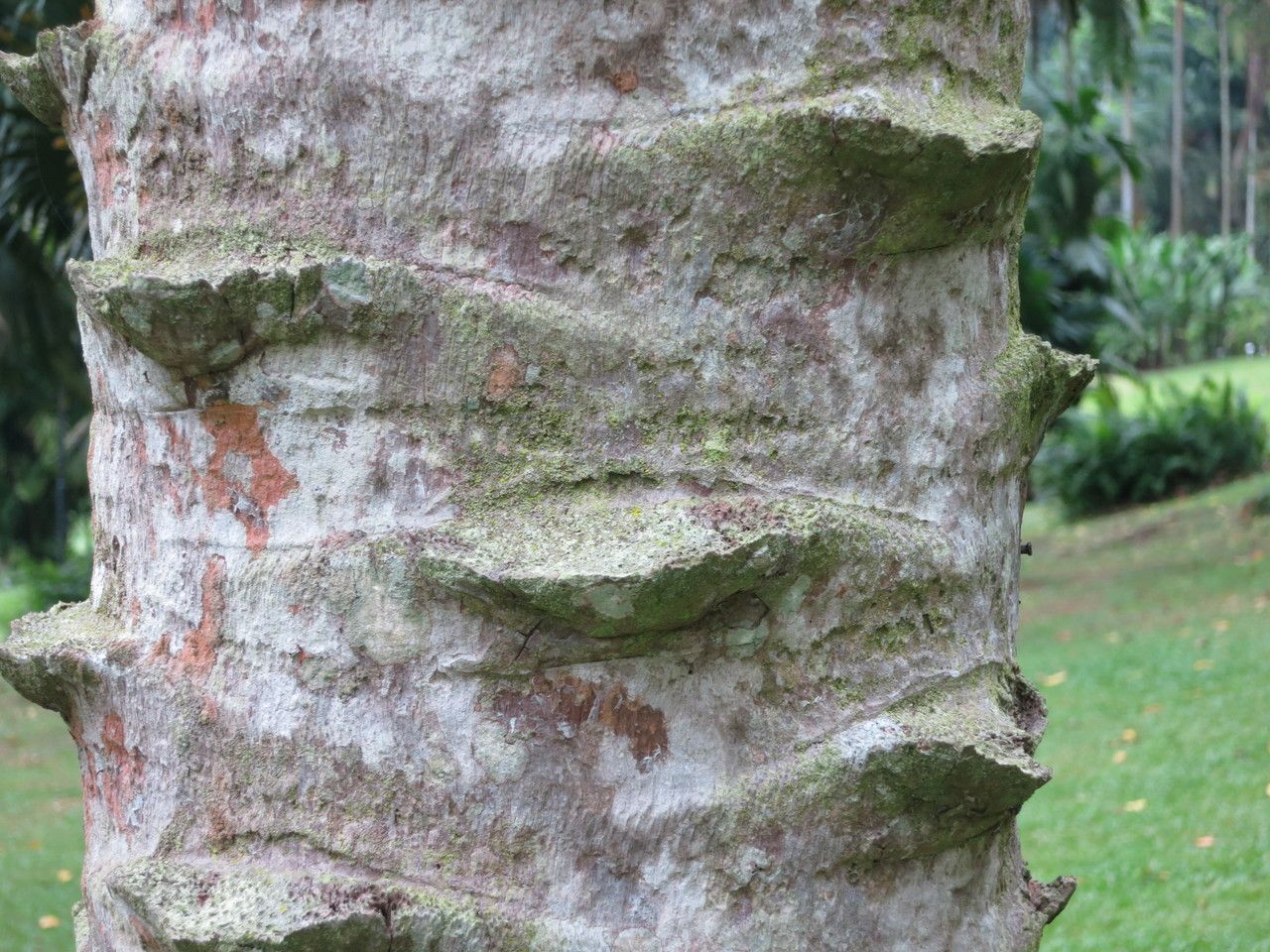 Livistona saribus bark