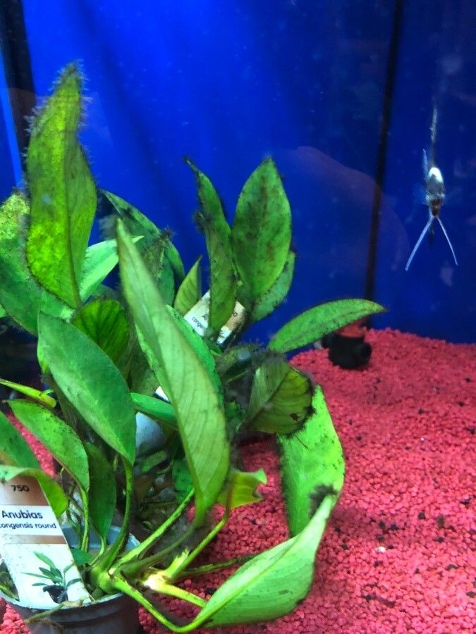 Anubias heterophylla — search result for 'Congo'