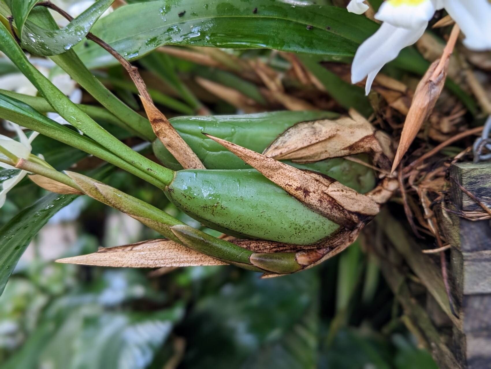 Coelogyne foerstermannii bark