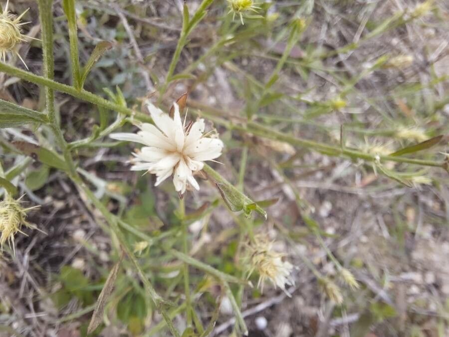 Centaurea diffusa flower