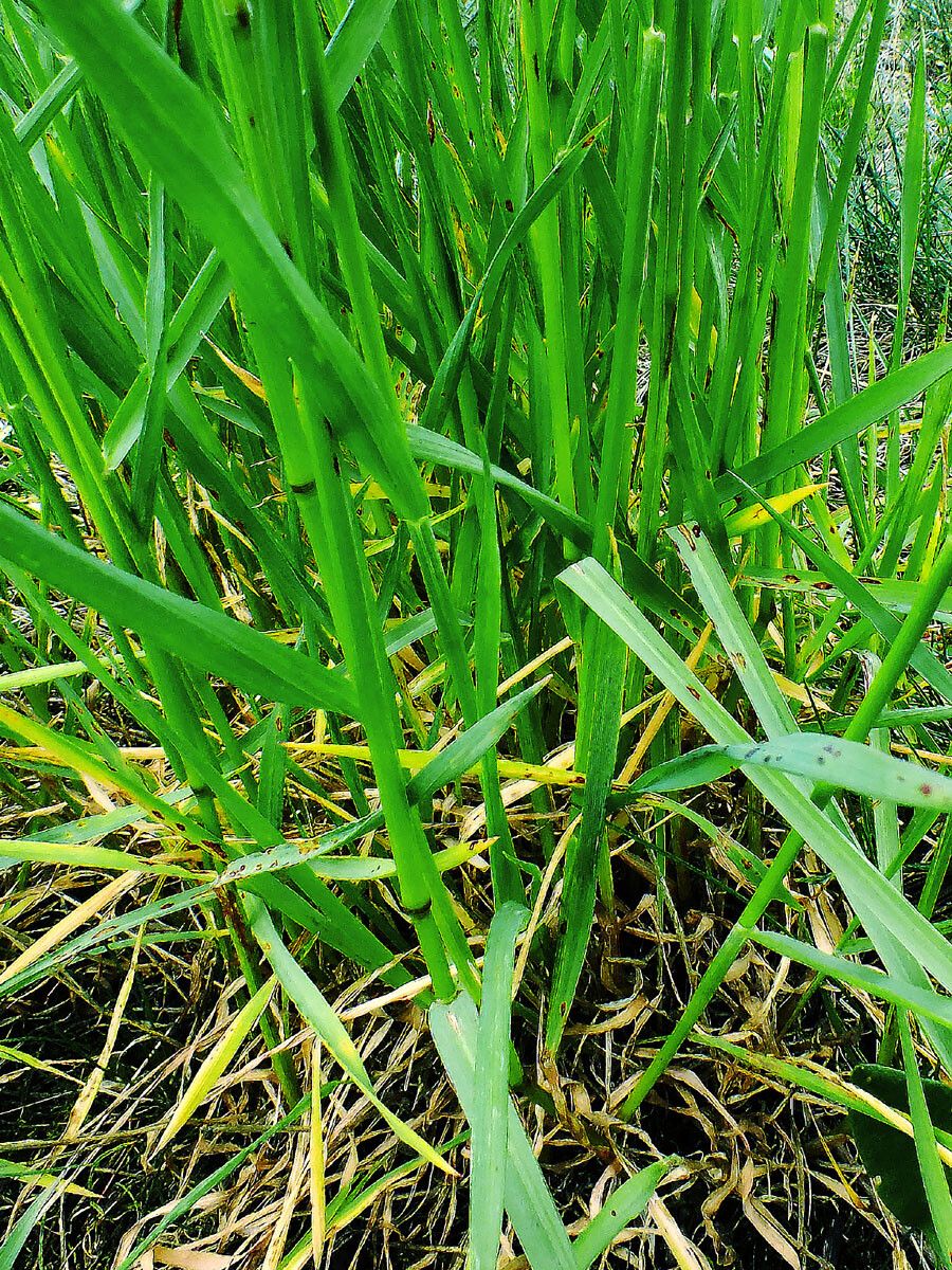 Glyceria declinata leaf