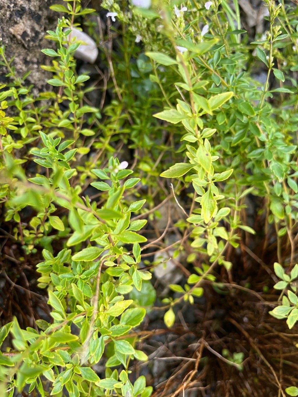 Clinopodium dalmaticum — search result for 'Clinopodium'