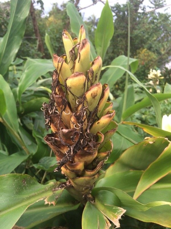 Hedychium flavescens fruit