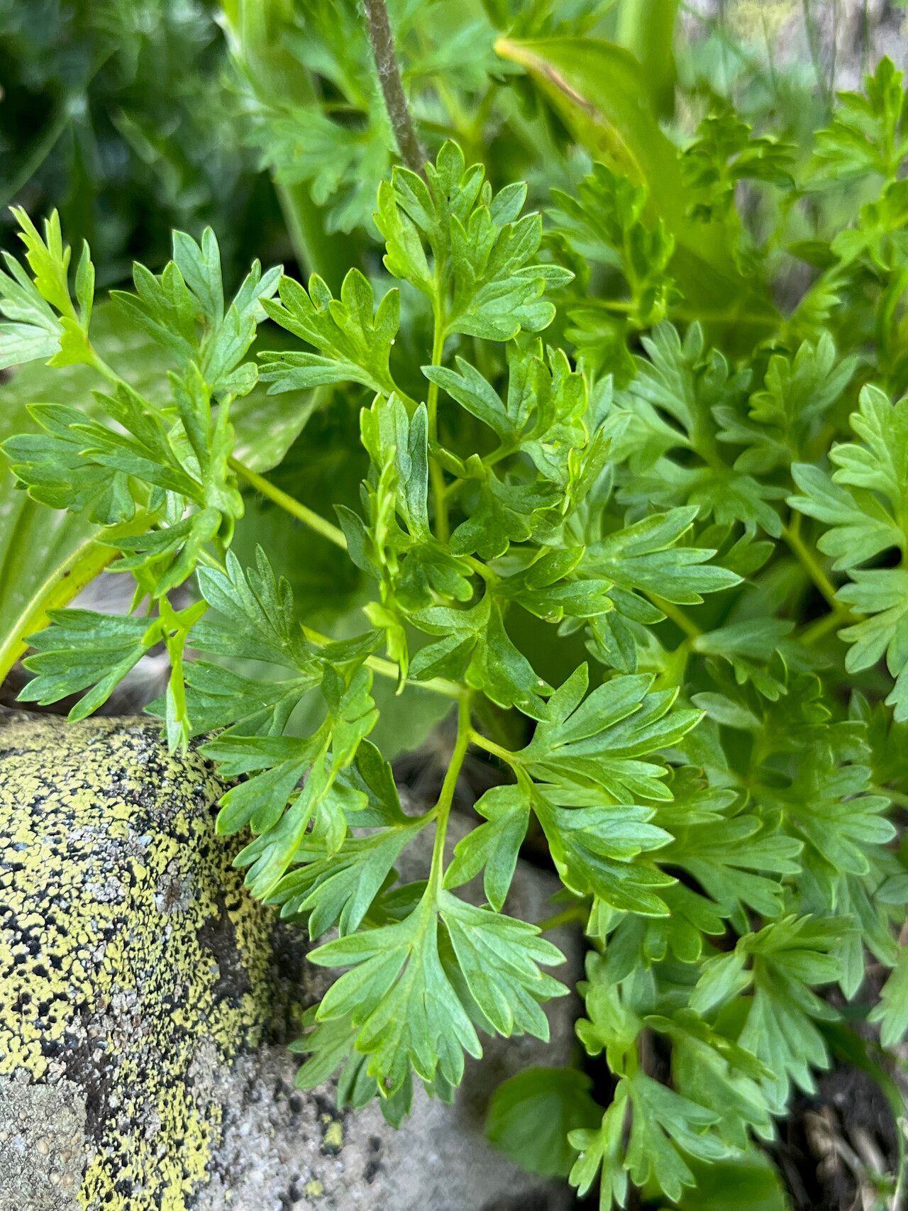 Anemonoides baldensis — related species from the same genus