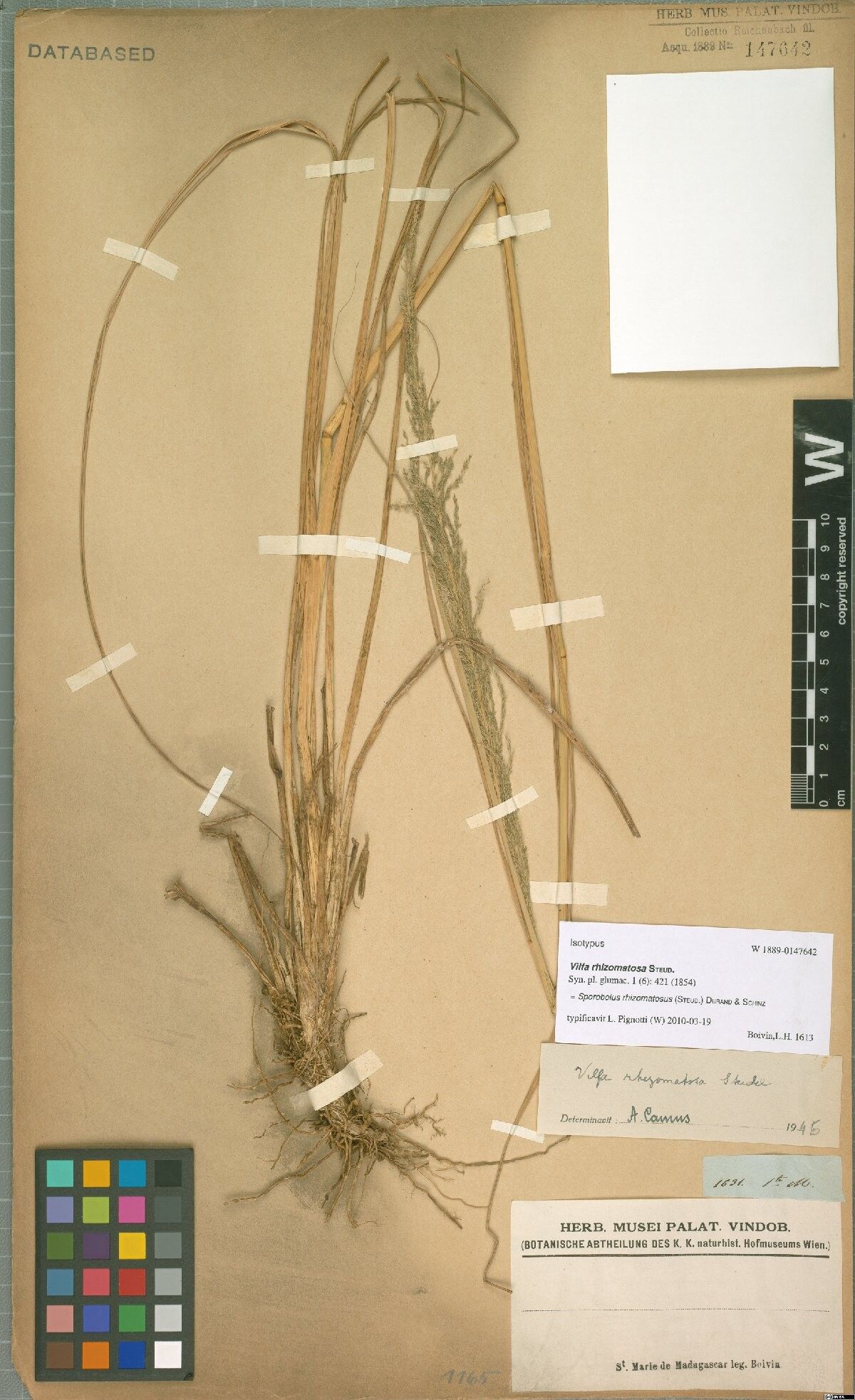 Sporobolus rhizomatosus — houseplant care guide