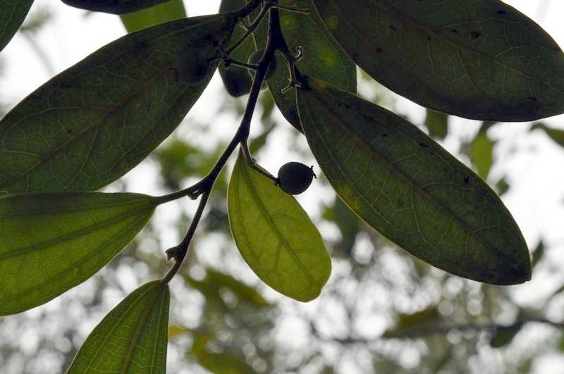 Celtis hypoleuca fruit