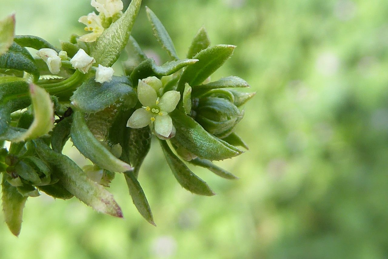Galium verrucosum flower
