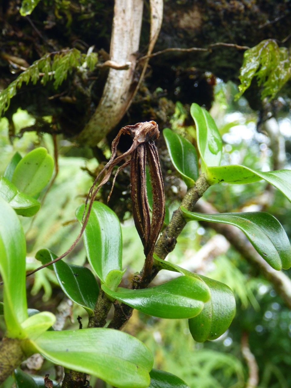 Angraecum germinyanum fruit
